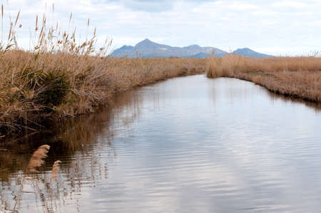 Water surface and reeds in Albufera wetlands, natural reserve, Majorca, Balearic islands, Spain.の写真素材
