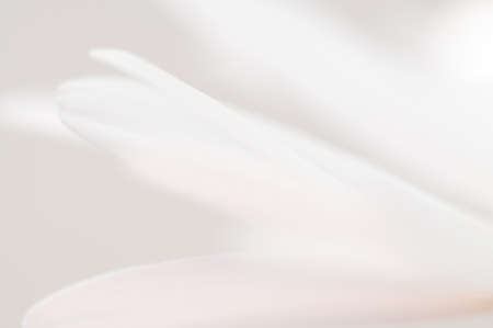 Macro of white flowing petals for subtle background texture.の写真素材