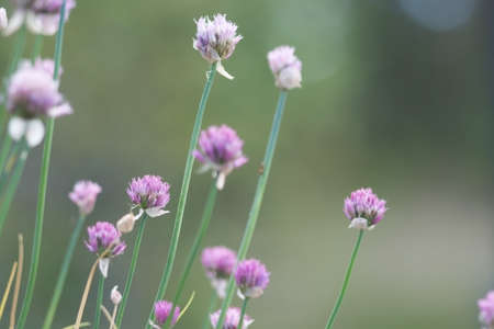 Clover flowers macro in a meadow.