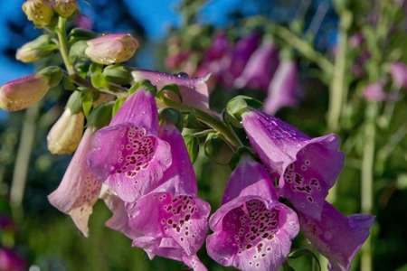 Foxglove, common foxglove, purple foxglove or Digitalis purpurea flower macro.