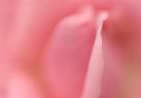 Pink rose closeup macro.の写真素材