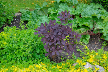 Bush with dark red or black leaves. Green garden in July, Sweden.