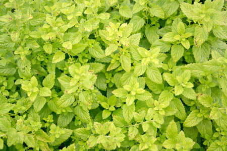Mentha herbs. Green garden in July, Sweden.