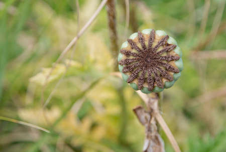 Poppy seed capsule. Green garden in July, Sweden.の写真素材