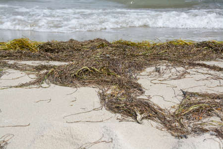 Sandy beach with seaweed, Ahus, Sweden.