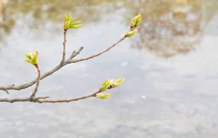 Twig on water surface with tree reflections and sunny feeling.