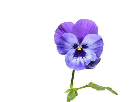 Purple pansy flower with leaf closeup isolated on white.