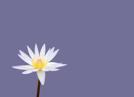 White waterlily (Nymphea) or lotus flower on purple violet background.の写真素材