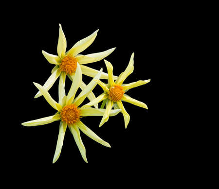 Yellow star Dahlia flowers isolated on black.の写真素材