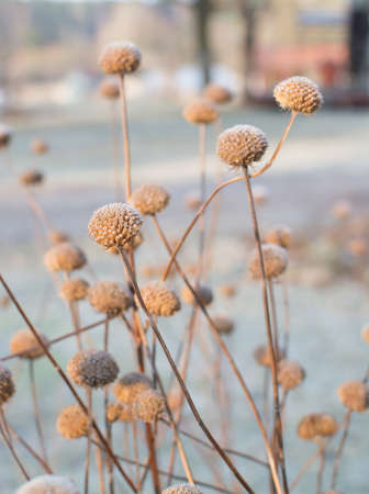 Frosty seed capsule on plant in winter.