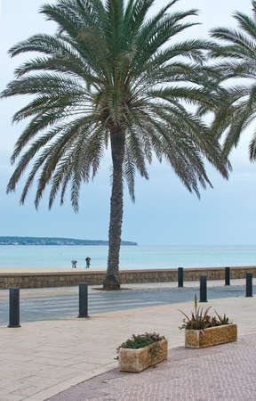CAN PASTILLA, MALLORCA, SPAIN - APRIL 22, 2015: Bike track along Can Pastilla with palm trees and beautiful ocean view with horizon on a sunny spring day on April 22, 2015 in Can Pastilla, Mallorca, Balearic islands, Spain.のeditorial素材