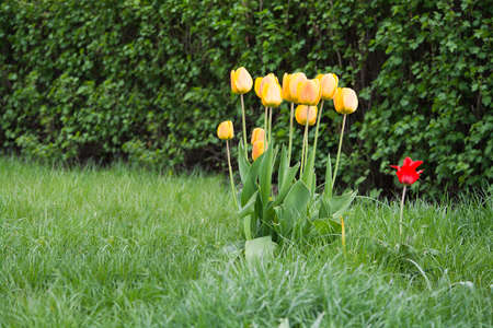 Red and yellow tulips in green grass by a tree on a sunny day of spring, Sweden in May.の写真素材