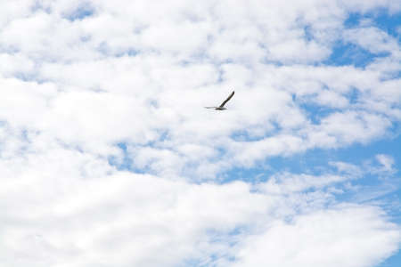 Cloudy sky with bird flying overhead in summer, Sweden.の写真素材