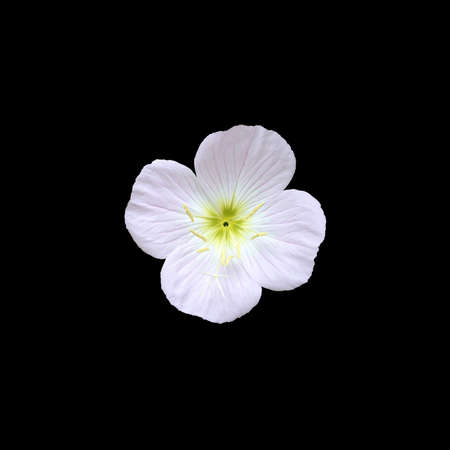 Pink flower with four petals closeup isolated on black.の写真素材