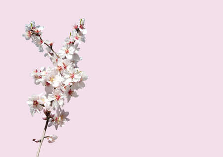Almond blossom closeup on pink background.の写真素材