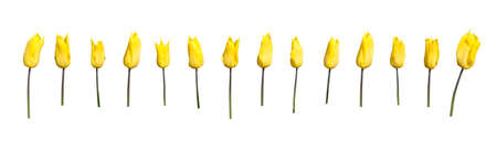Yellow tulips margin design element arranged in rows isolated on white.の写真素材