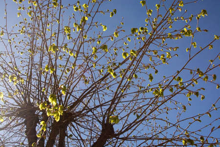 Blue sky and new leaves on tree, springtime in Sweden.の写真素材