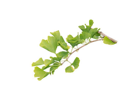Gingko Biloba branch isolated on white.の写真素材