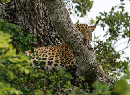 Leopard looking up in tree in Yala National Park, Sri Lanka, Southern Province, Asia,の写真素材