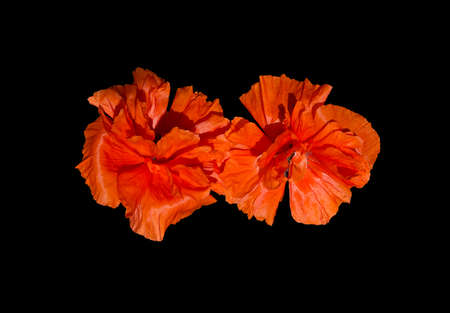 Exotic poppies intense orange color with raindrops isolated on black. Sri Lanka, Asia.の写真素材
