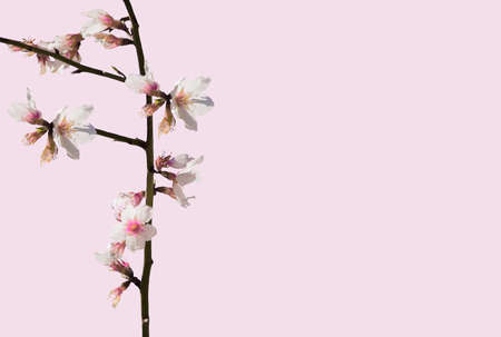 Almond blossom on naked branches, Majorca, Balearic islands, Spain in early February.の写真素材