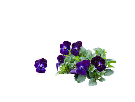 Pansy bouquet arrangement with dark purple flowers isolated on white.