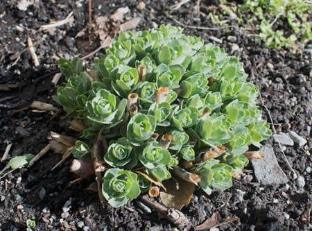 Chubby succulent collecting rain water in leaves, spring in garden.