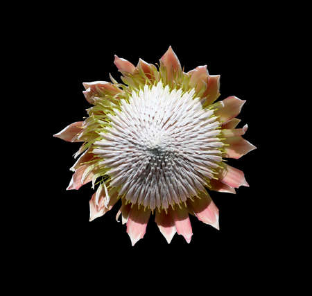 Exotic decorative flower with seeds isolated on black.の写真素材