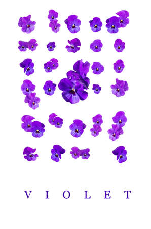 Blue pansies (Viola) purple flowers isolated on white with text word "Violet"の写真素材