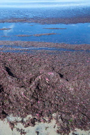Red seaweed on beach Falkenberg Sweden.の写真素材