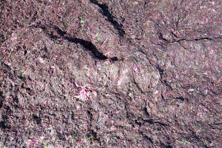 Red seaweed on beach Falkenberg, Sweden.の写真素材