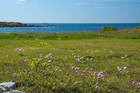 Heath seaside beach landscape with moor grass, flowers, rocks and blue sky in Falkenberg, Sweden.の写真素材