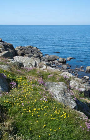 Heath seaside beach landscape with moor grass, flowers, rocks and blue sky in Falkenberg, Sweden.の写真素材