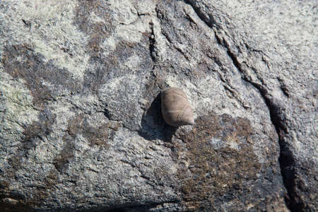 Seashells living among the rocks on a beach in Falkenberg, Sweden.の写真素材