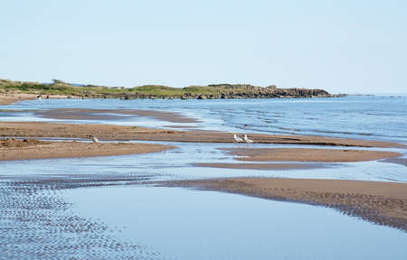 Sandy beach landscape in Falkenberg, Sweden in afternoon sunlight.の写真素材