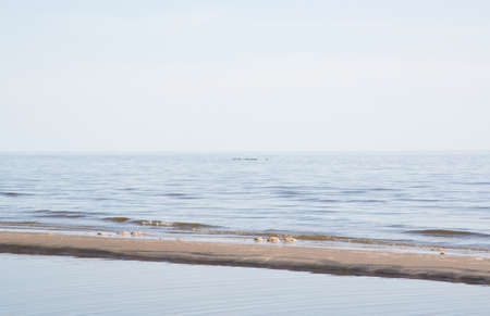 Sandy beach landscape in Falkenberg, Sweden in afternoon sunlight.の写真素材