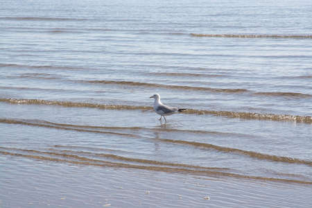Sandy beach landscape in Falkenberg Sweden in afternoon sunlight.の写真素材