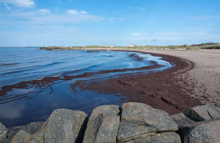 Seaweed on sandy beach in Skrea Falkenberg Sweden in June.の写真素材
