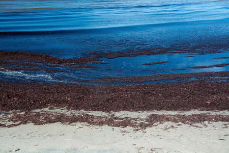 Seaweed on sandy beach in Skrea Falkenberg Sweden in June.の写真素材
