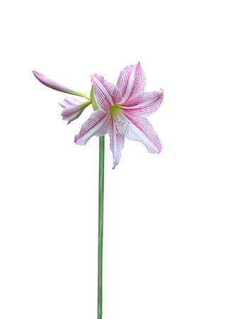 Amaryllis flower with long stem isolated on white.の写真素材