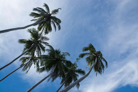 Coconut palm trees and sky in remote location Southern Province Sri Lanka Asia.
