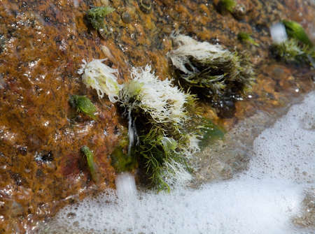 Seagrass and seashells on brown gneiss boulder on Sri Lanka beach Asia.の写真素材
