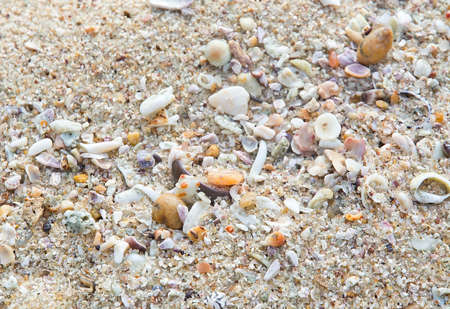 Seashells on sandy beach in Southern Province Sri Lanka Asia.の写真素材