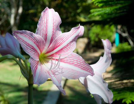 Amaryllis flower with red and white stripes in green December garden Sri Lanka Asia.の写真素材