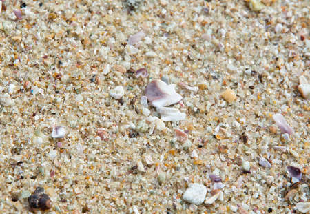 Seashells on sandy beach in Southern Province Sri Lanka Asia.の写真素材
