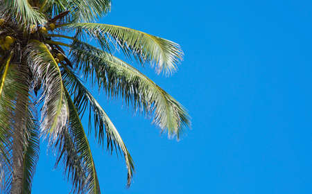 Coconut palm tree and blue sky copy space in remote location Southern Province Sri Lanka Asia.の写真素材