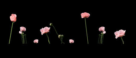 Pale salmon pink poppies closeup and buds outdoors in June, Sweden.の写真素材