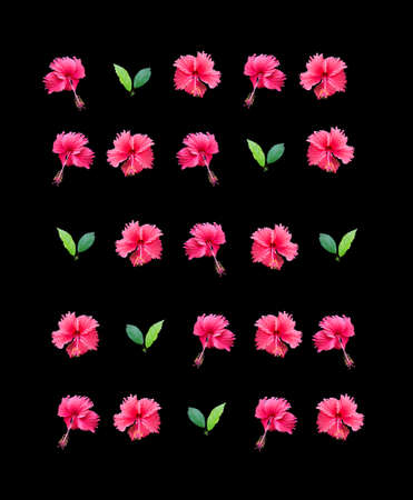 Carmine red hibiscus flower wall arranged in rows isolated on black background.