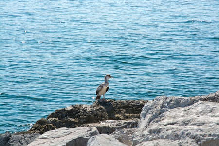 Curious pelican chicken on rock by turquoise Mediterranean water in Mallorca, Balearic islands, Spain in July.の写真素材