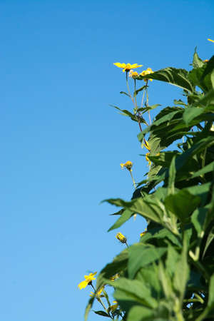 Sunflowers and vegetation against blue sky in September, Sweden.